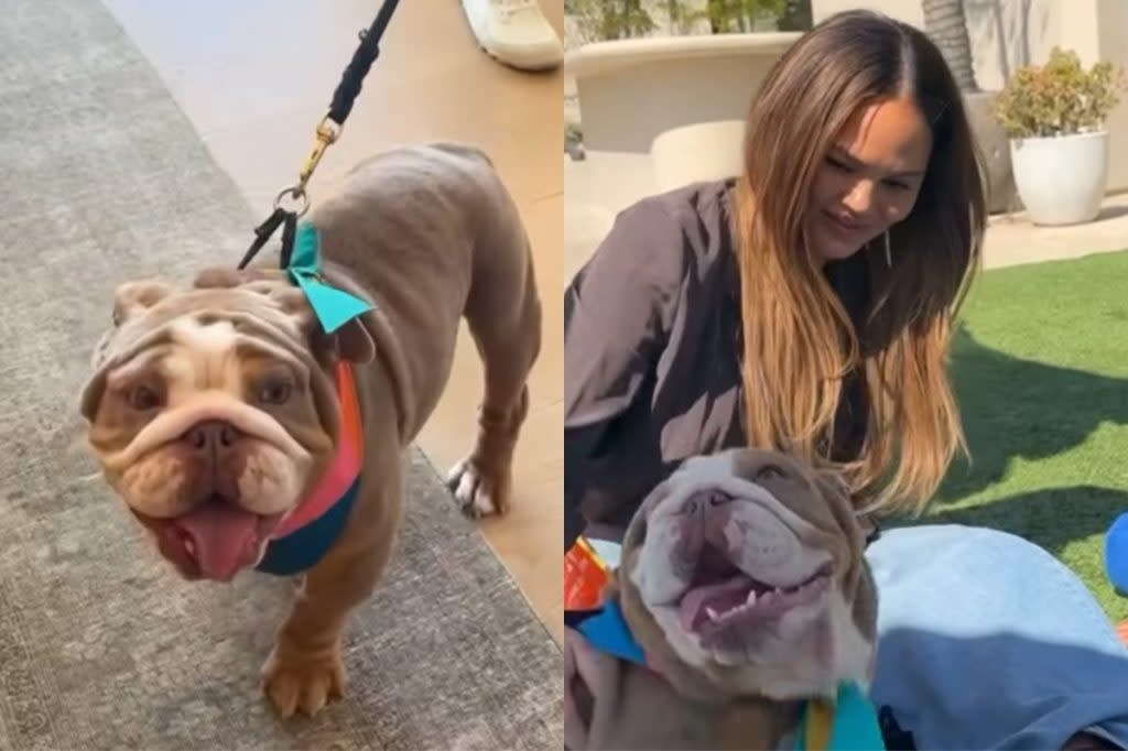 chrissy-teigen-rescue-dog-happy-1093.jpeg