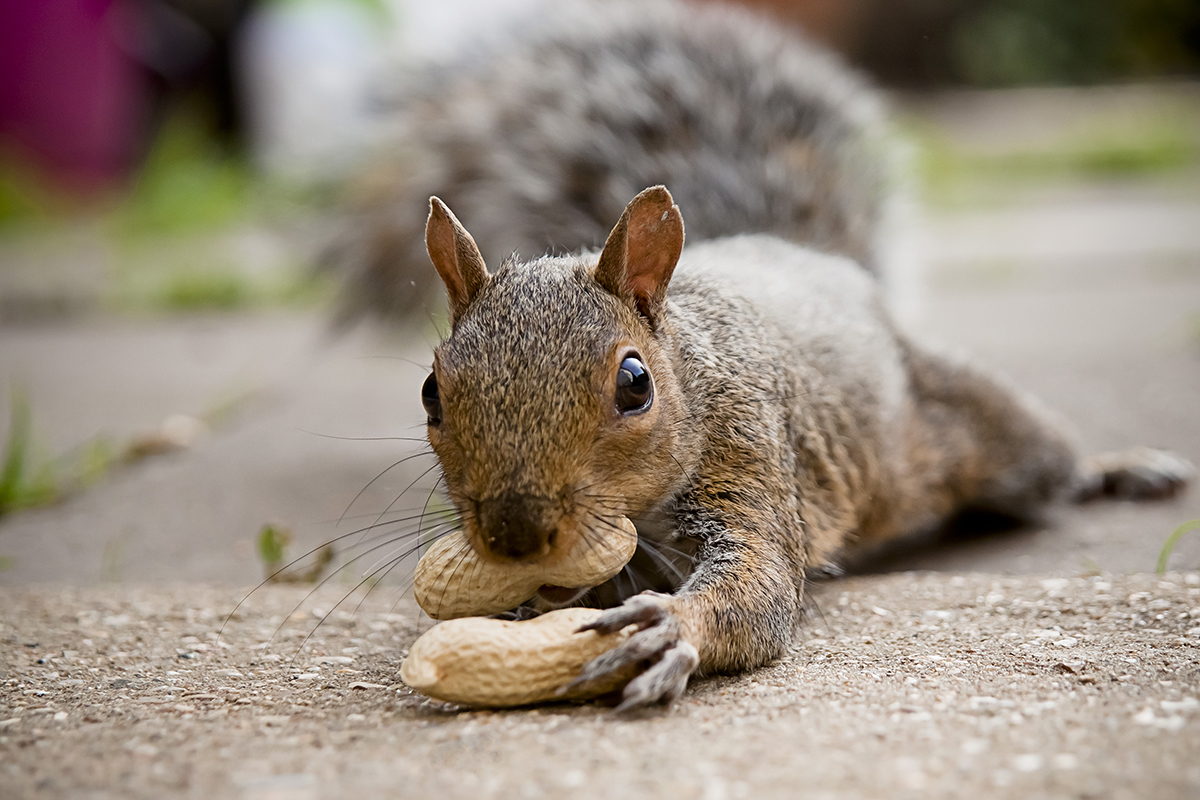 nutty-nyc-pet-squirrel-9095.jpeg