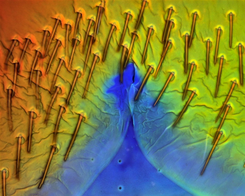 in-other-journals-science-images-5389.jpeg
