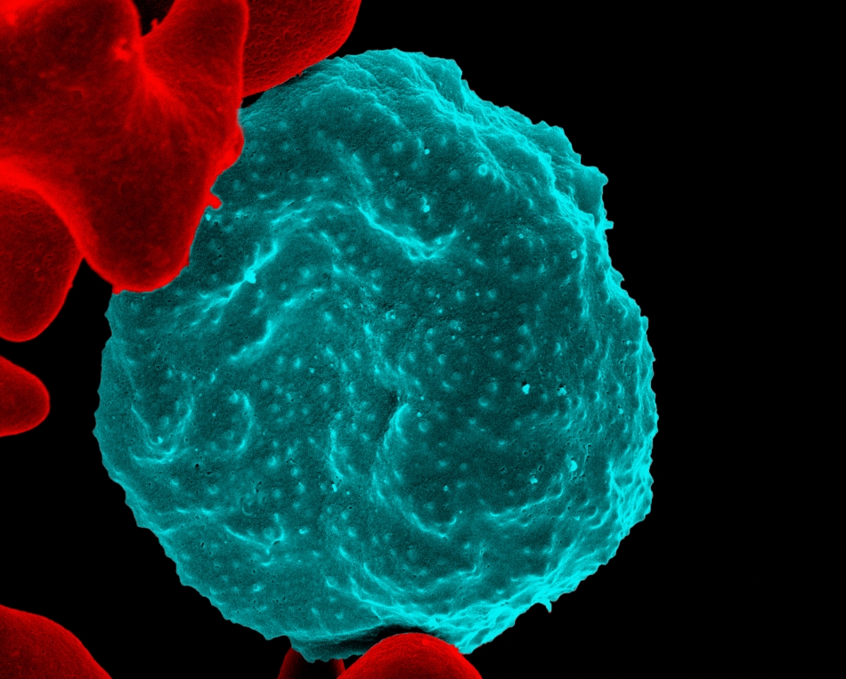in-other-journals-science-images-9701.jpeg