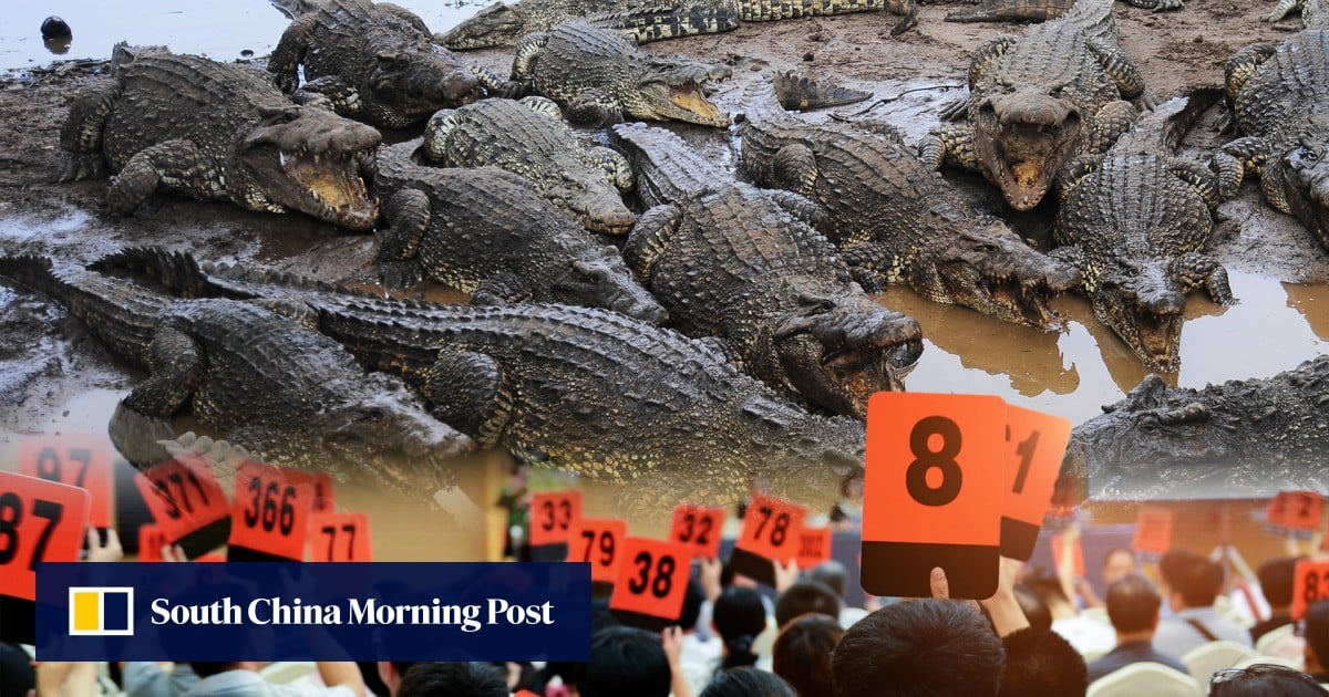live-crocodile-auction-china-1286.jpeg