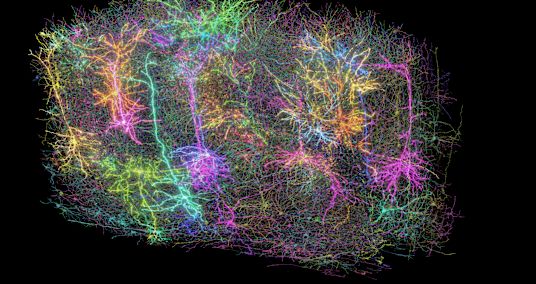 mouse-brain-map-study-2659.jpeg