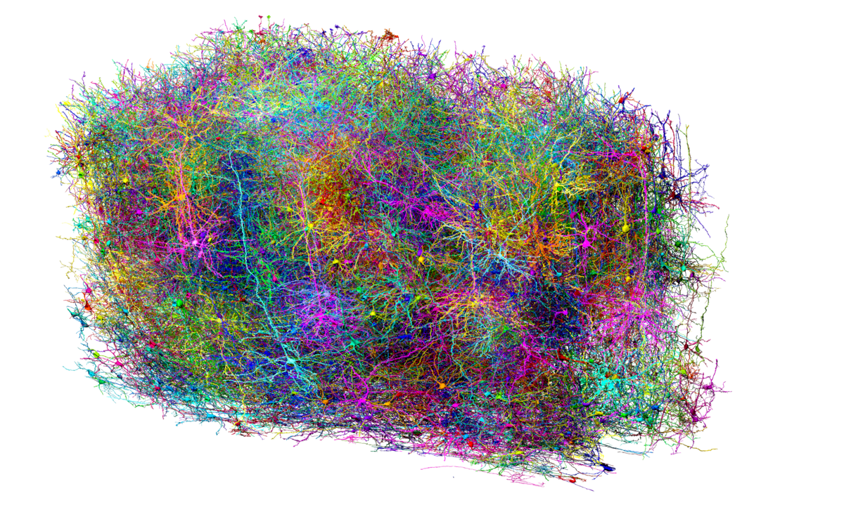 mouse-brain-map-study-6932.png