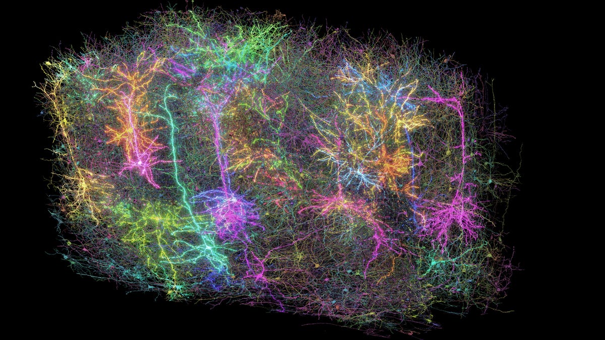 mouse-brain-map-study-8944.jpeg
