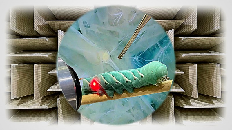 binghamton-university-art-of-science-conch-shell-x-5546.jpeg