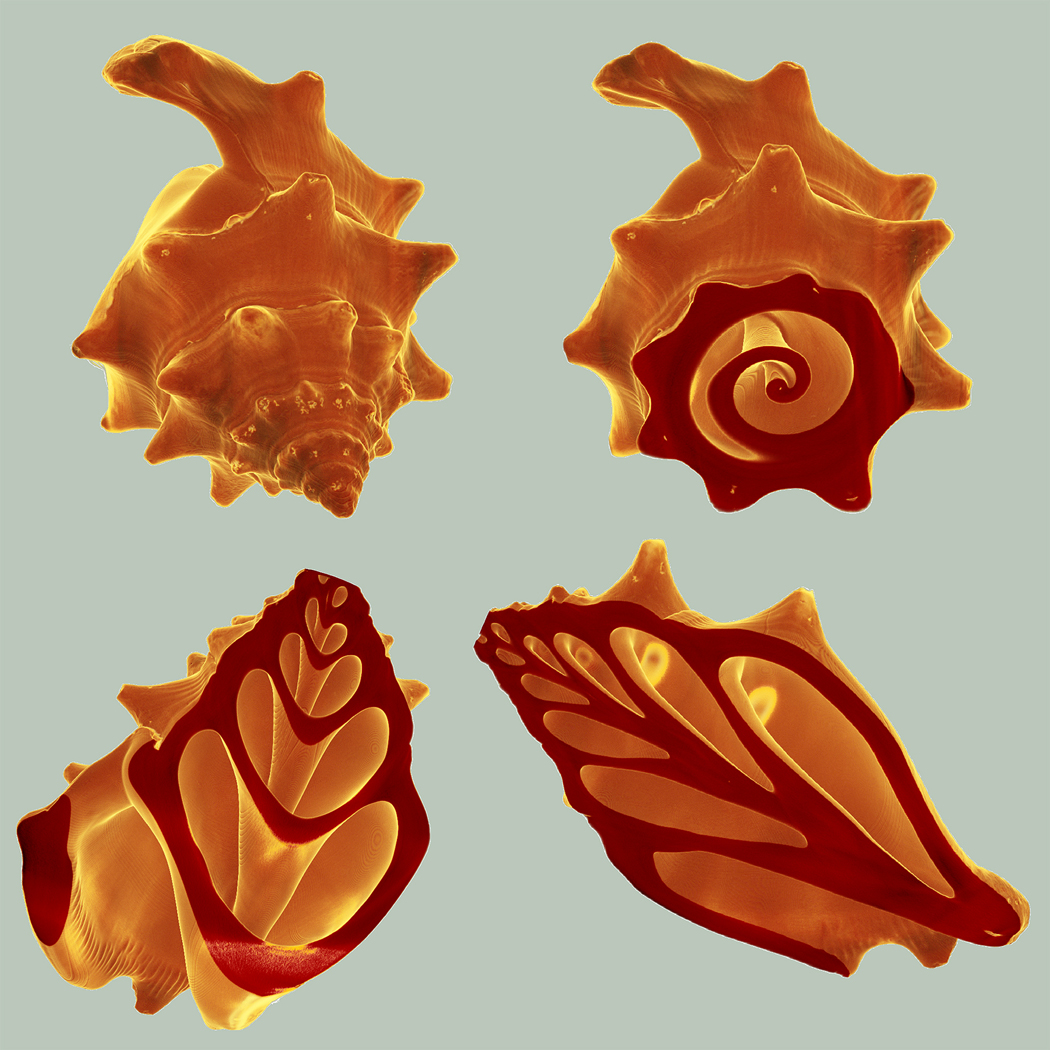 binghamton-university-art-of-science-conch-shell-x-9361.jpeg