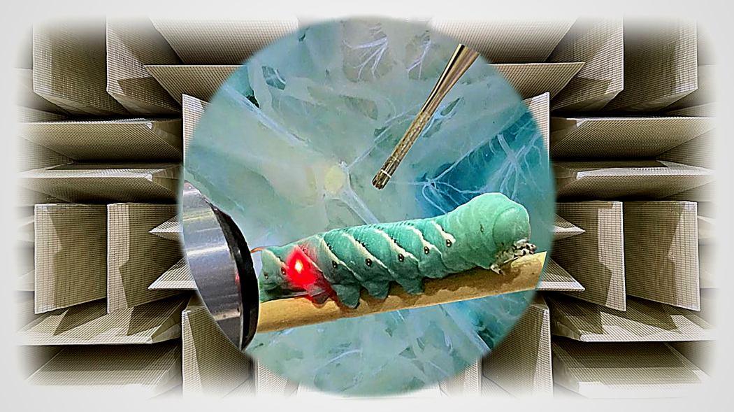 conch-shell-art-secrets-unveiled-1727.jpeg