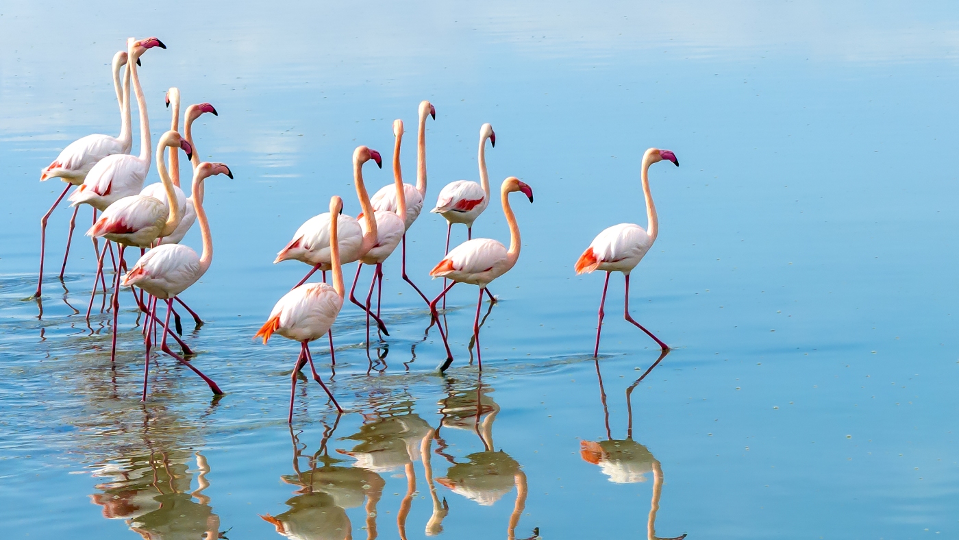 flamingos-eating-habits-nprjpg-8789.jpeg