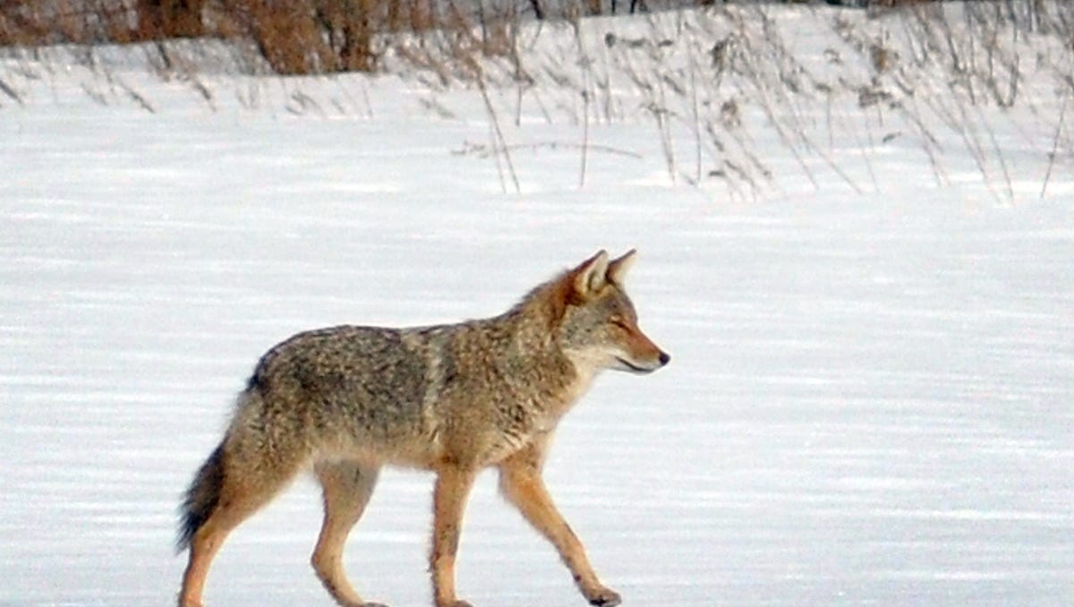 wolf-survival-species-help-5971.jpeg