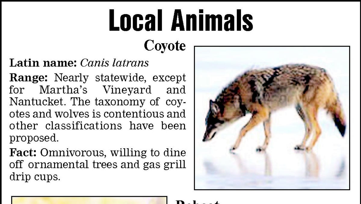 wolf-survival-species-help-9079.jpeg